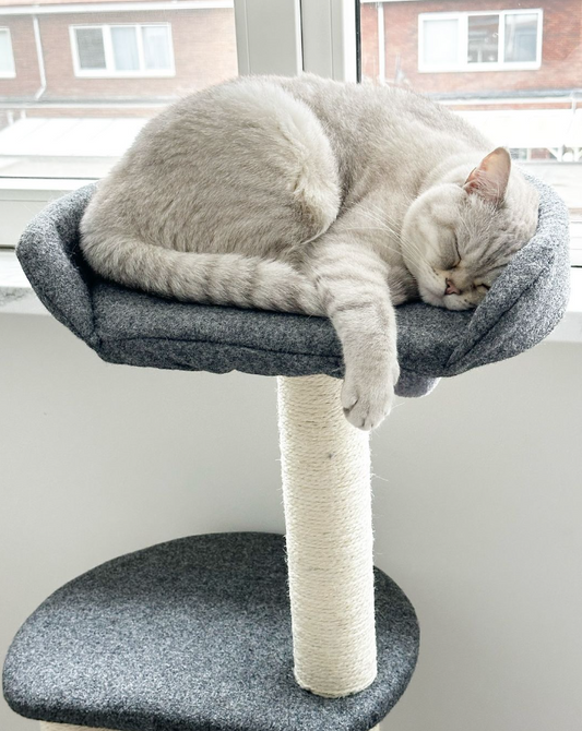 Tommy krabpaal voor volwassen katten - 3 niveaus en pluche bed