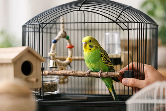 Vogelkooi voor parkiet kopen: waar let je op?