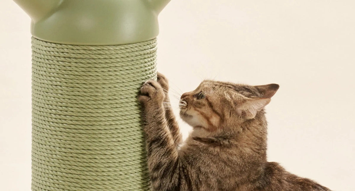 Verstelbare krabpaal voor katten – Stevig krabplezier in groen & wit