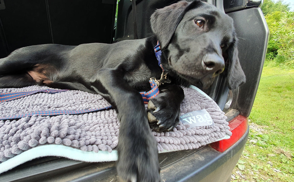 Henry Wag Microvezel Noodle Huisdier Mat - XL droogmat hond