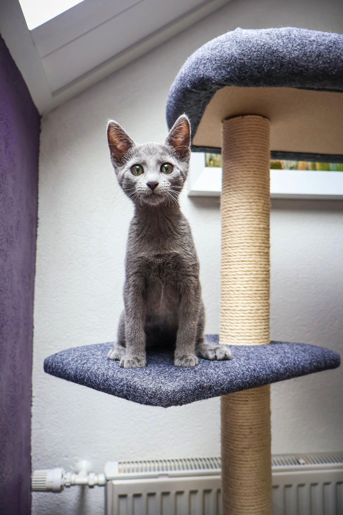 Katten krabpaal Candy - klimboom voor katten