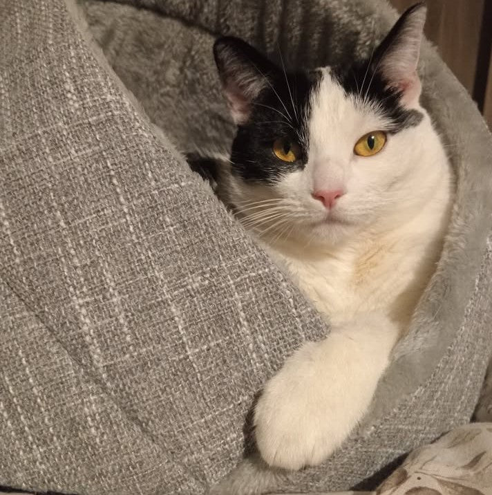 Momo kattenbed - kattenmand